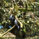 Varietà di ulivo: le principali cultivar italiane