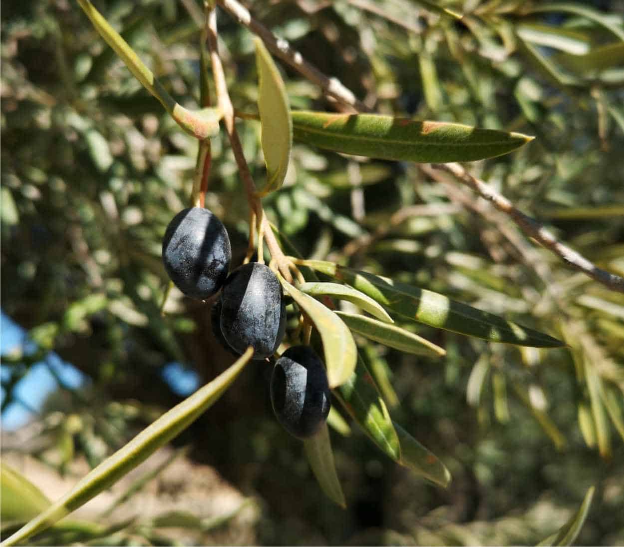 olive varietà