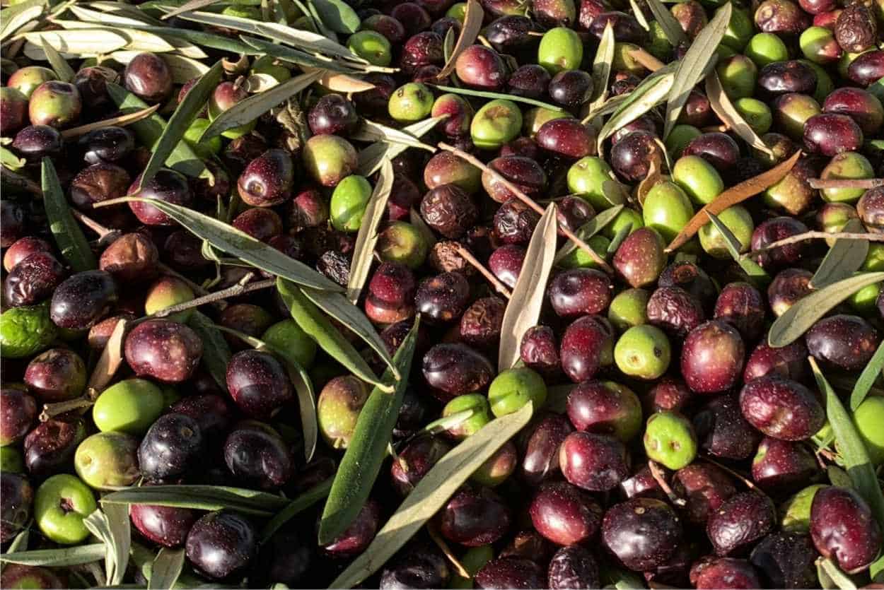 raccolto olive
