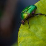 Il ruolo degli insetti nell'orto