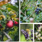 Food forest: come si realizza una foresta commestibile
