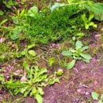 Capire il suolo analizzando le erbe spontanee