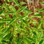 Erba luigia: coltivazione e proprietà dell'erba cedrina