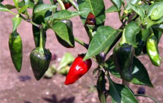 peperoncini jalapeno sulla pianta