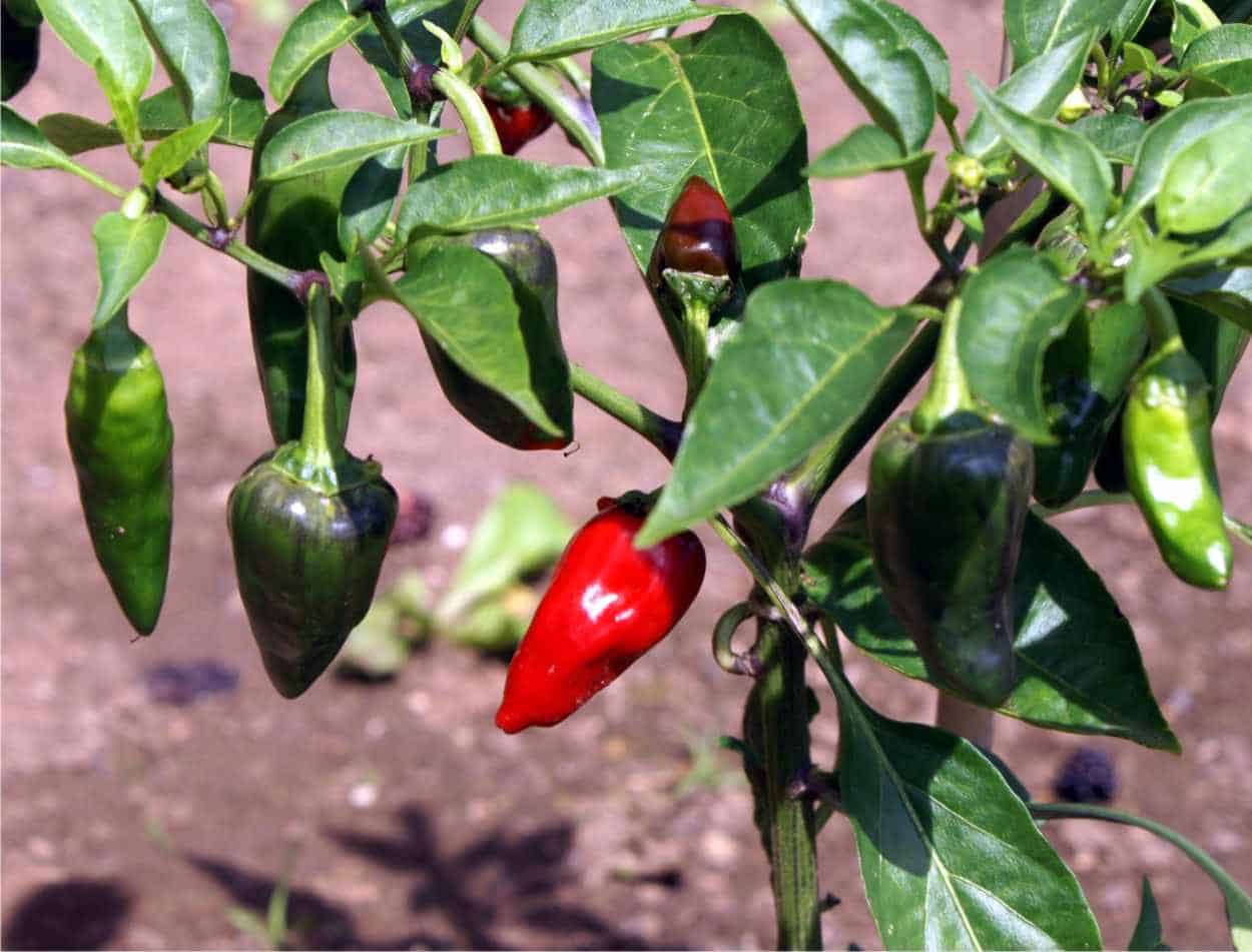 peperoncini jalapeno sulla pianta