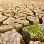 Agricoltura e cambiamento climatico: serve attivismo