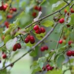 Frutti antichi: come e perché riscoprirli