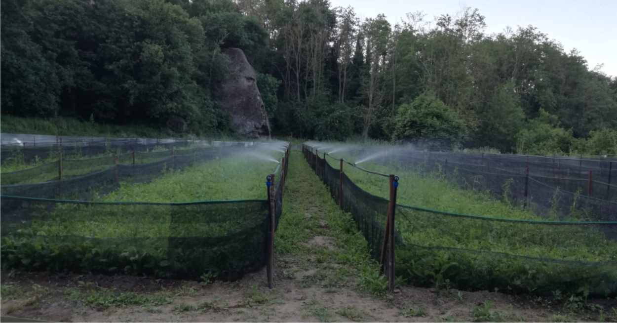 irrigazione elicicoltura