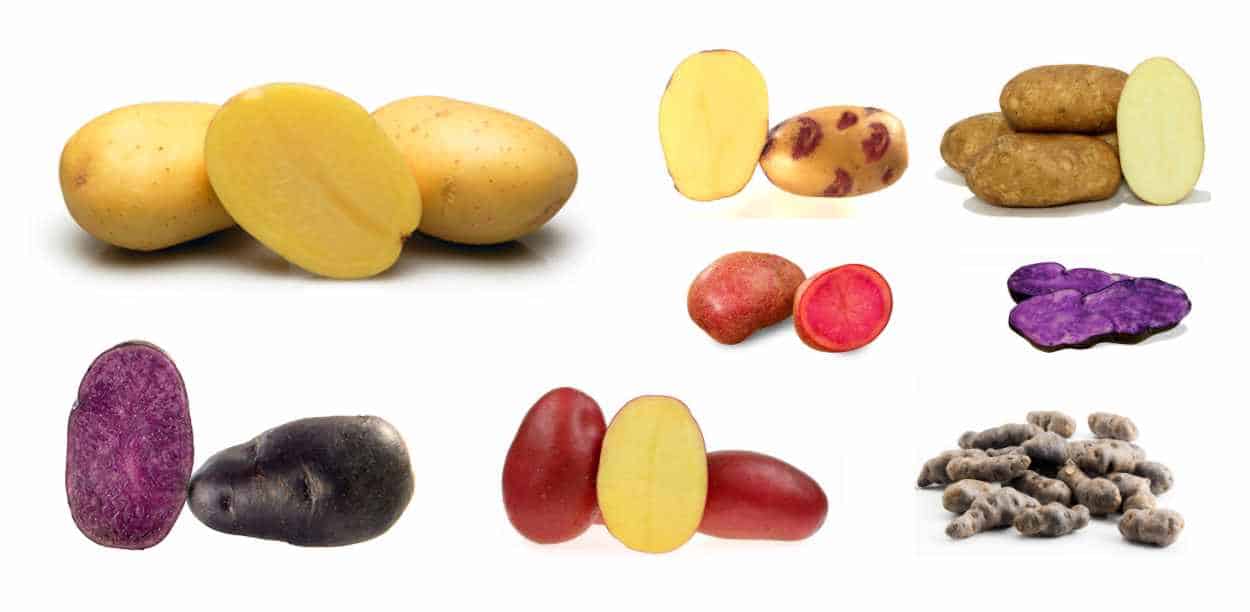 varietà di patate da seme