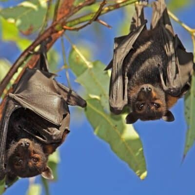Pipistrelli: costruire bat box per accoglierli