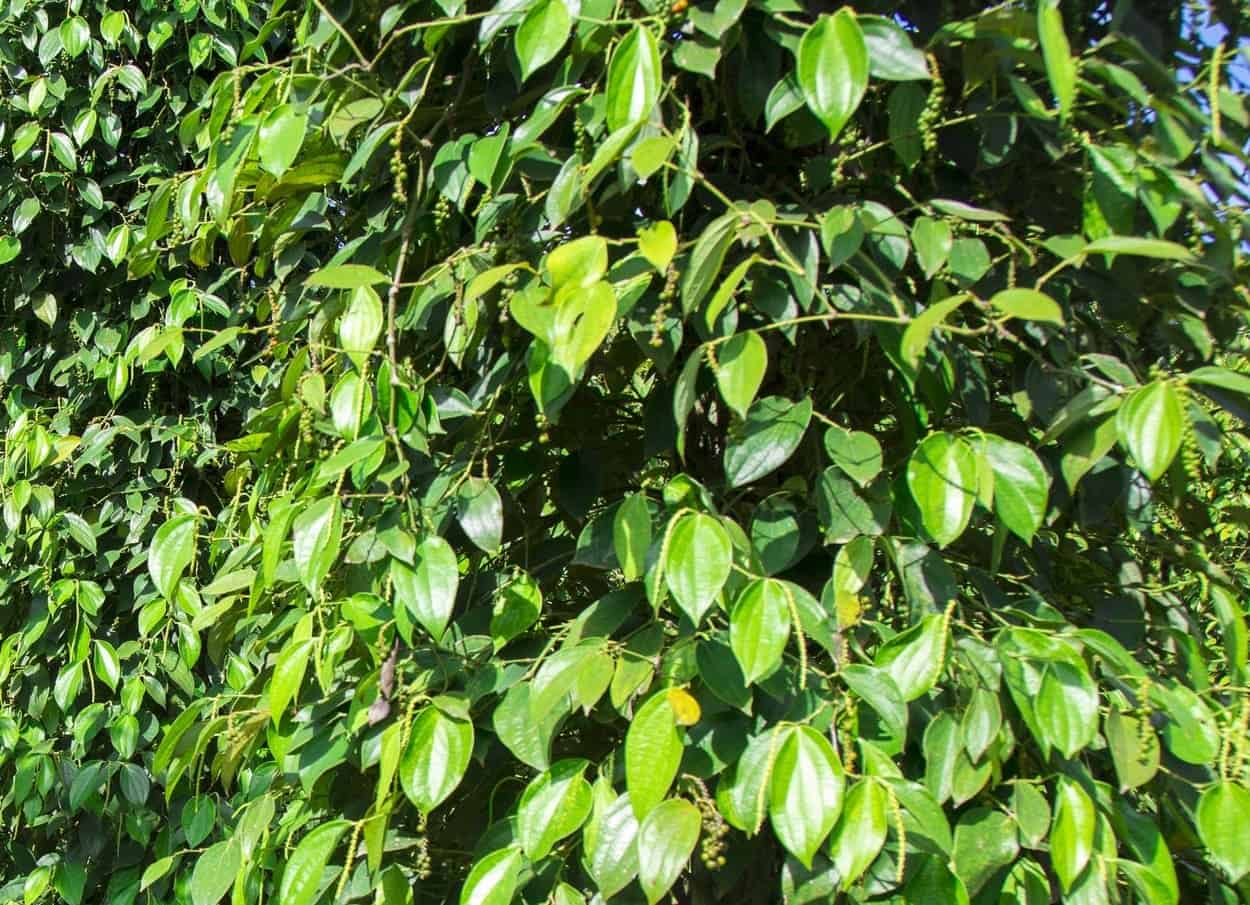 pianta di piper nigrum