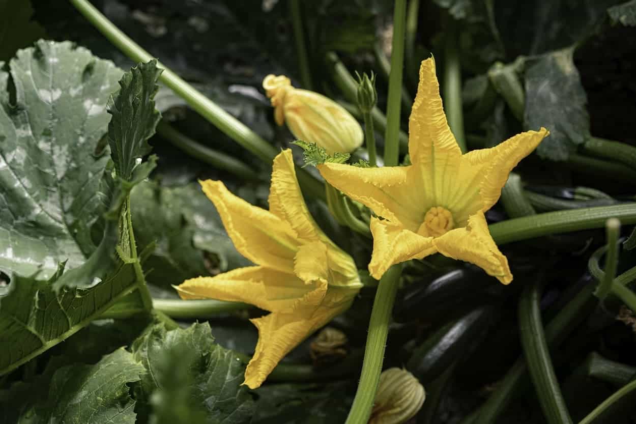fiori di zucchina