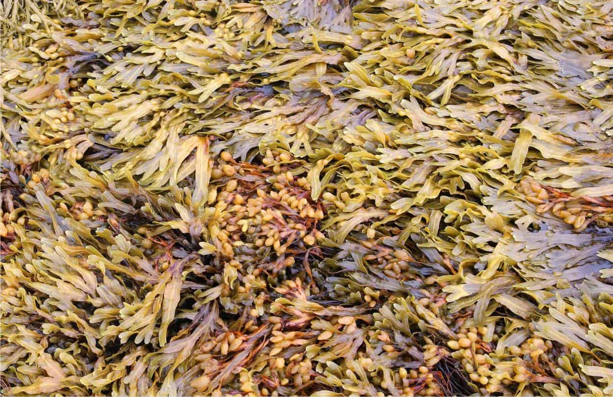 alghe brune norvegesi