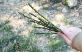 raccolta asparago selvatico
