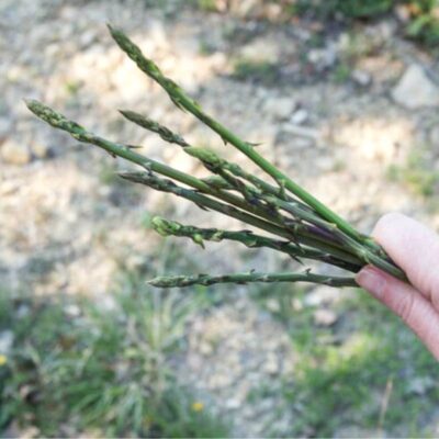 Riconoscere e raccogliere gli asparagi selvatici
