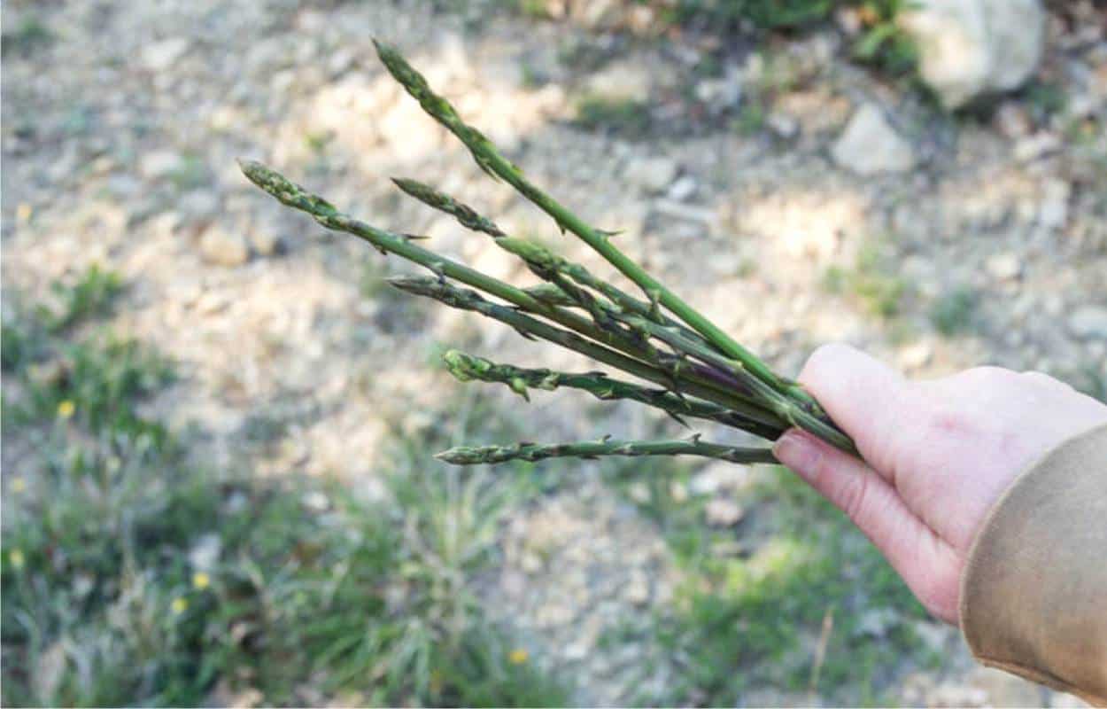 raccolta asparago selvatico