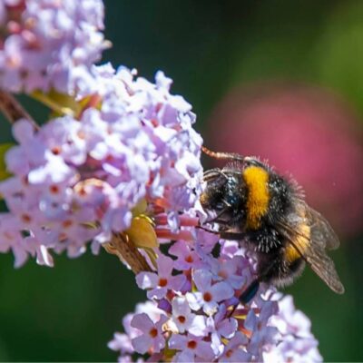 Insetti impollinatori: come attrarre api, bombi e altri pronubi