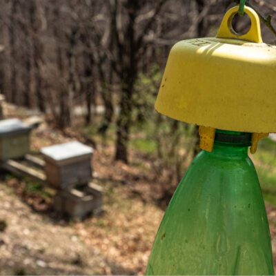 Trappole per difendere le api