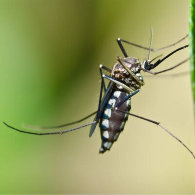 Zanzare in giardino: come prevenire